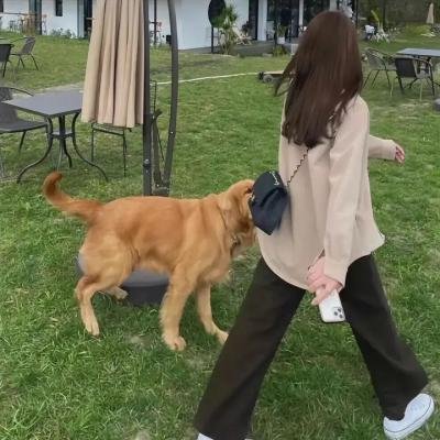 橙味爱情